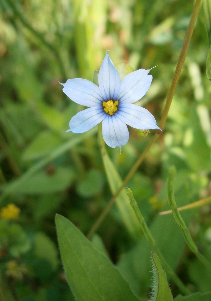 Narrowleaf Blue-Eyed Grass photo 2