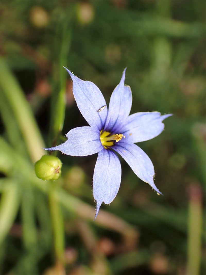 Narrowleaf Blue-Eyed Grass photo 3