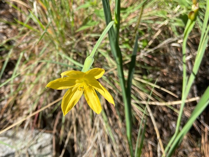 Arizona Blue-Eyed Grass photo 3