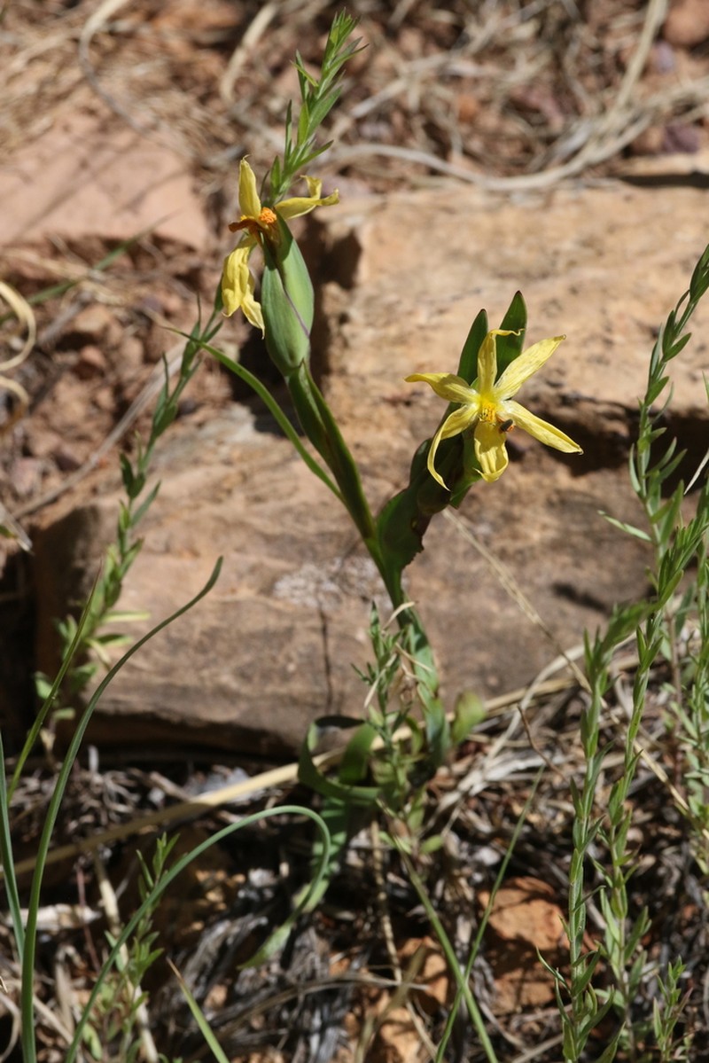 Arizona Blue-Eyed Grass photo 4