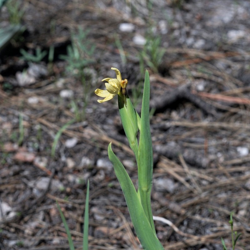 Arizona Blue-Eyed Grass photo 5