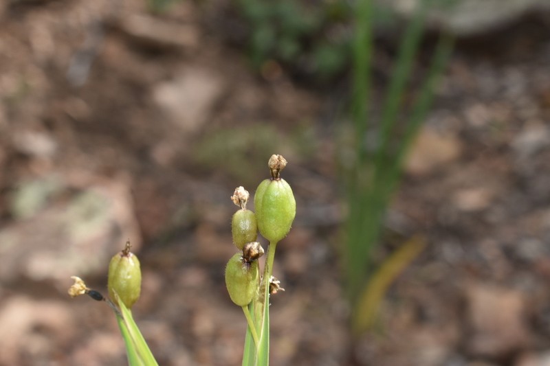 Arizona Blue-Eyed Grass photo 8