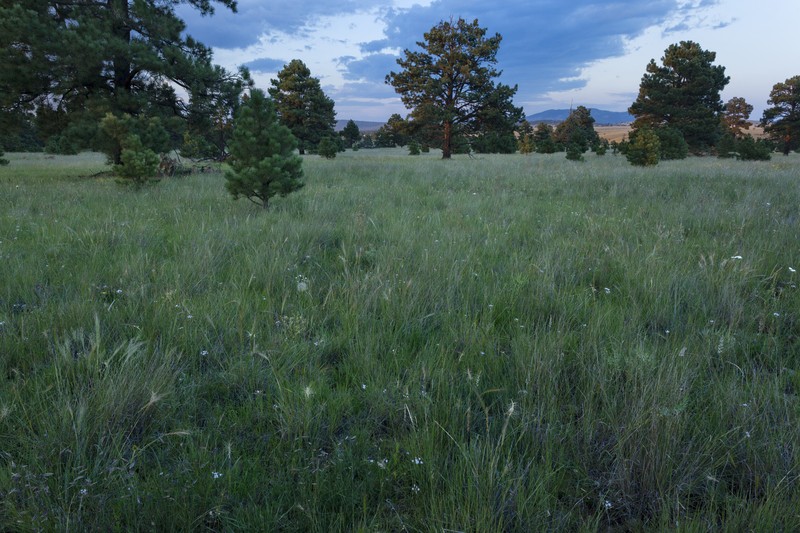 Arizona Blue-Eyed Grass photo 5