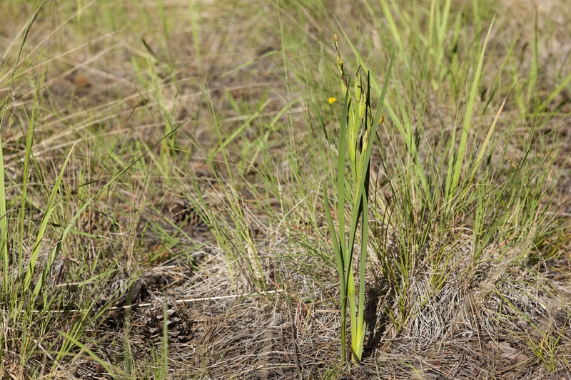 Arizona Blue-Eyed Grass