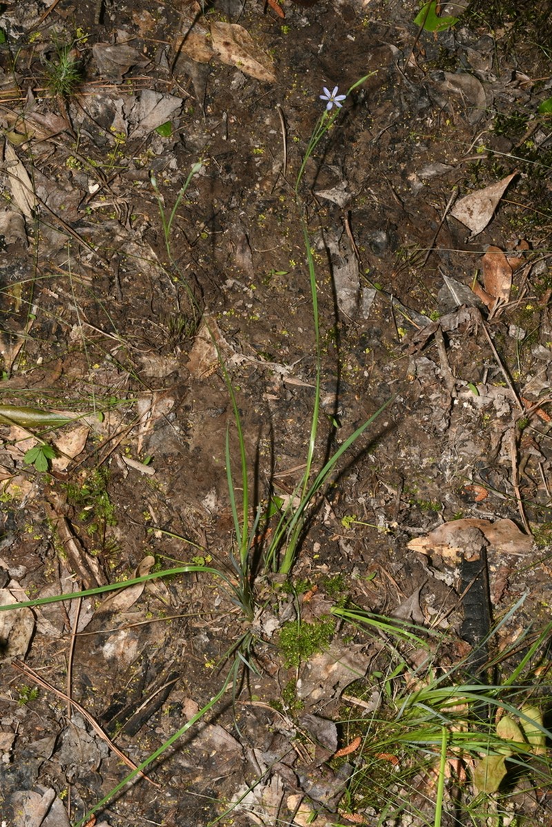 Eastern Blue-Eyed Grass photo 4