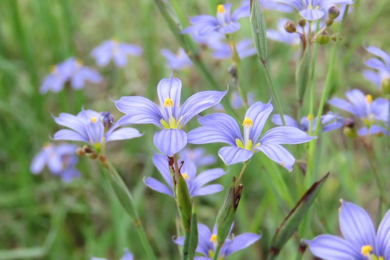Eastern Blue-Eyed Grass photo 7