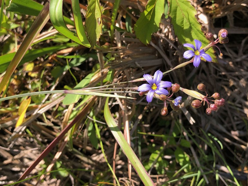 Eastern Blue-Eyed Grass photo 8