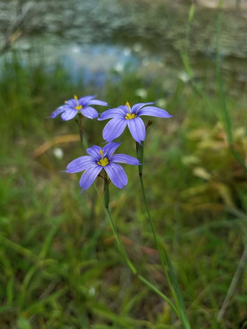 Blueeyed Grass photo 2