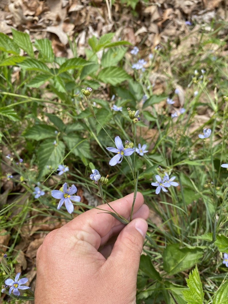 Blueeyed Grass photo 5