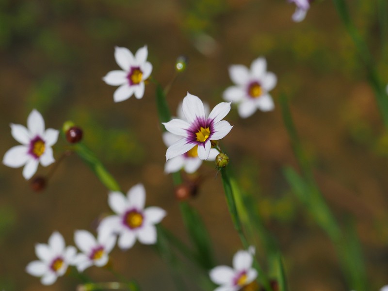 Eastern Blue-Eyed Grass photo 5