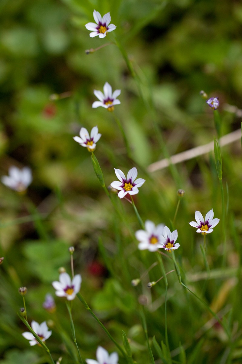 Eastern Blue-Eyed Grass photo 6