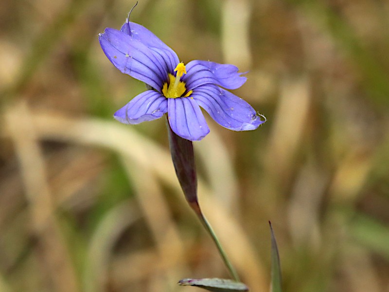 Eastern Blue-Eyed Grass