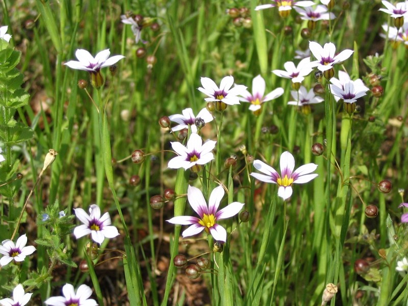 Eastern Blue-Eyed Grass photo 2