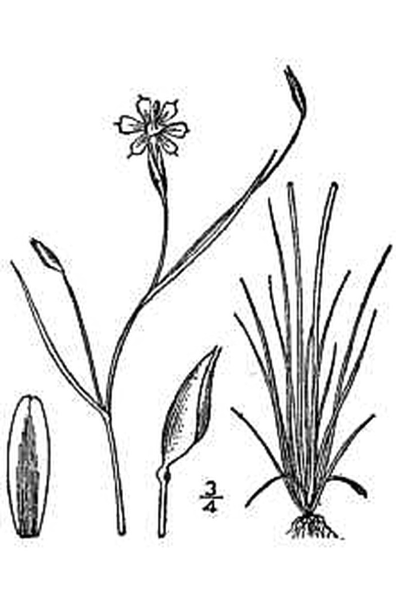Eastern Blue-Eyed Grass photo 3