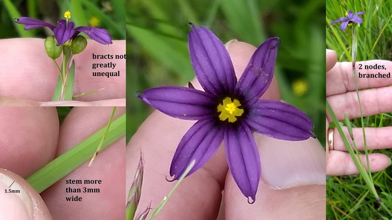 Western Blue-Eyed Grass photo 2