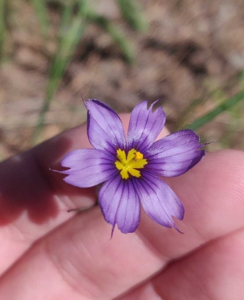 Western Blue-Eyed Grass photo 3