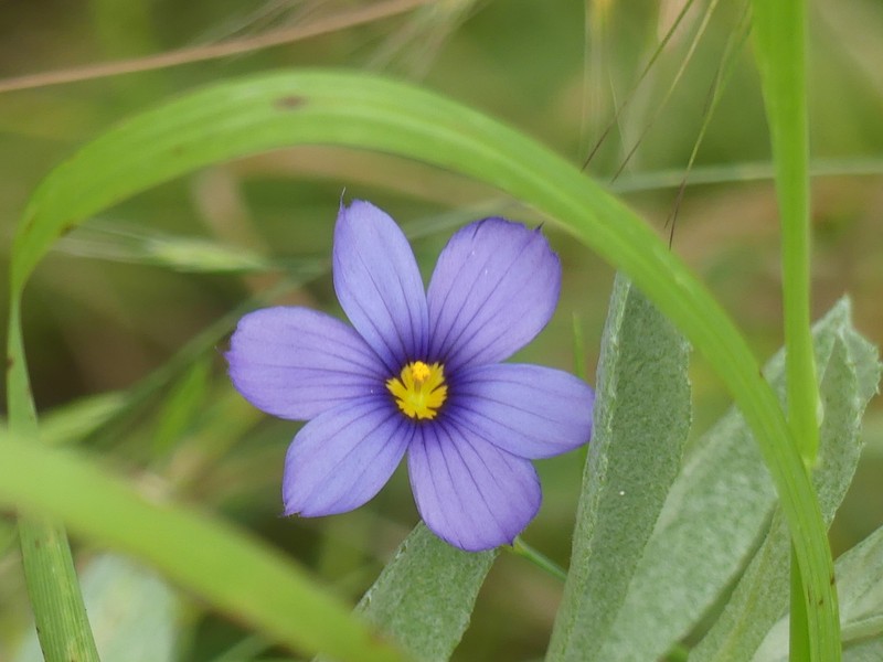Western Blue-Eyed Grass photo 4