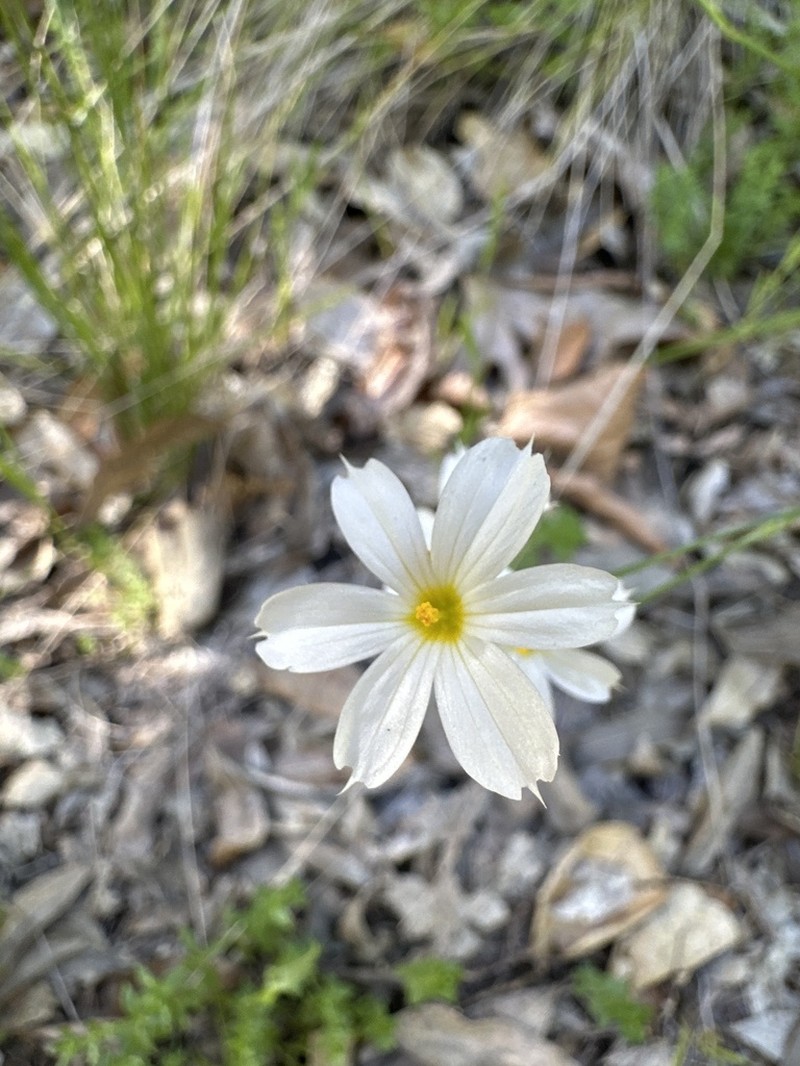 Western Blue-Eyed Grass photo 5