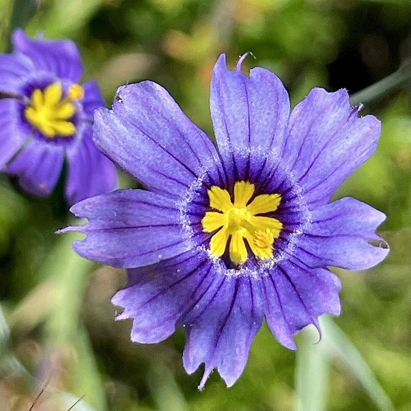 Western Blue-Eyed Grass photo 6
