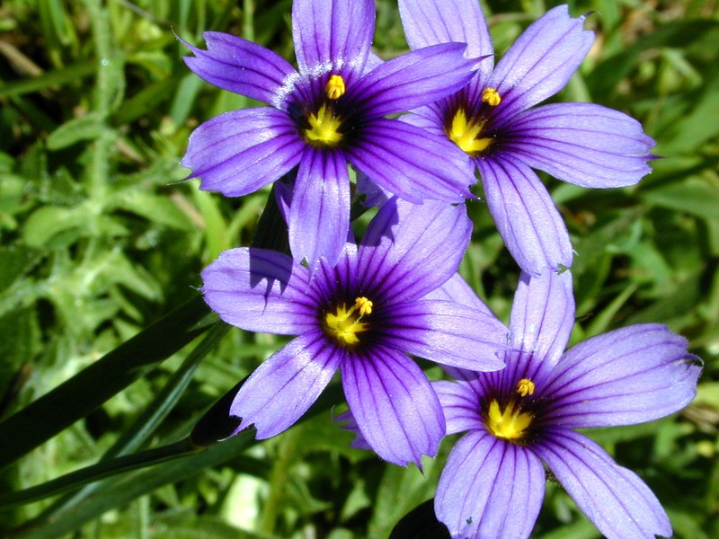 Western Blue-Eyed Grass photo 2
