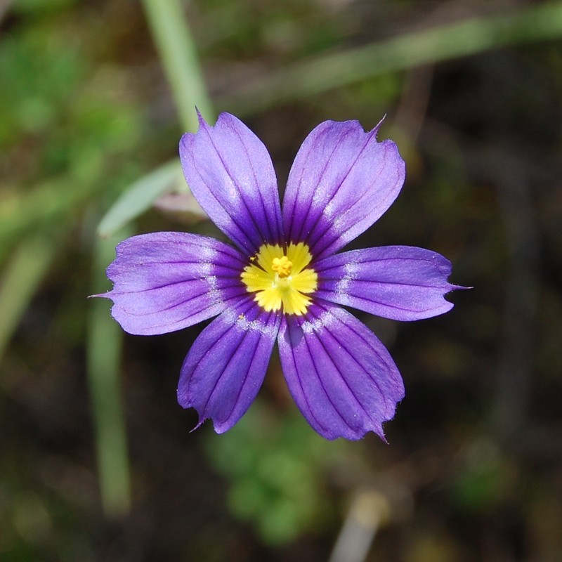 Western Blue-Eyed Grass photo 3