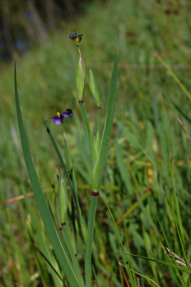 Western Blue-Eyed Grass photo 4