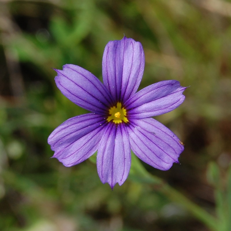 Western Blue-Eyed Grass photo 5