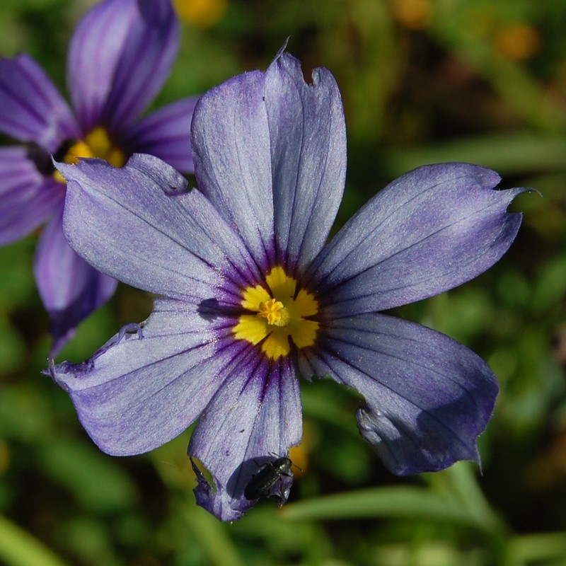 Western Blue-Eyed Grass photo 6