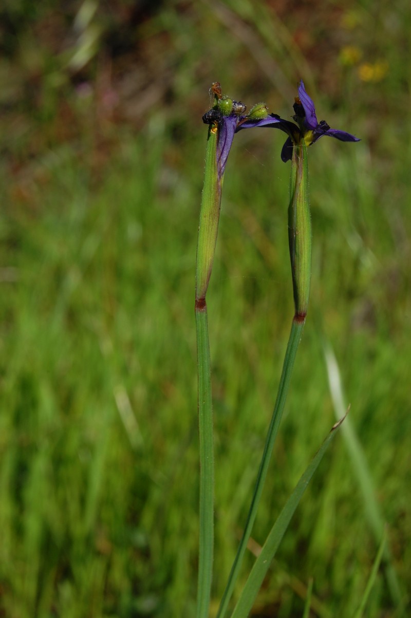 Western Blue-Eyed Grass photo 7
