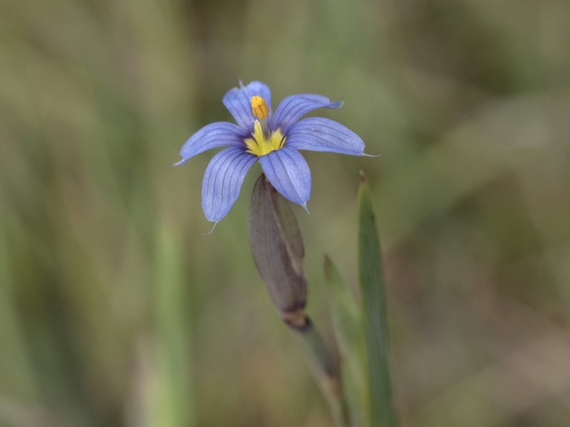 Wiry Blue-Eyed Grass