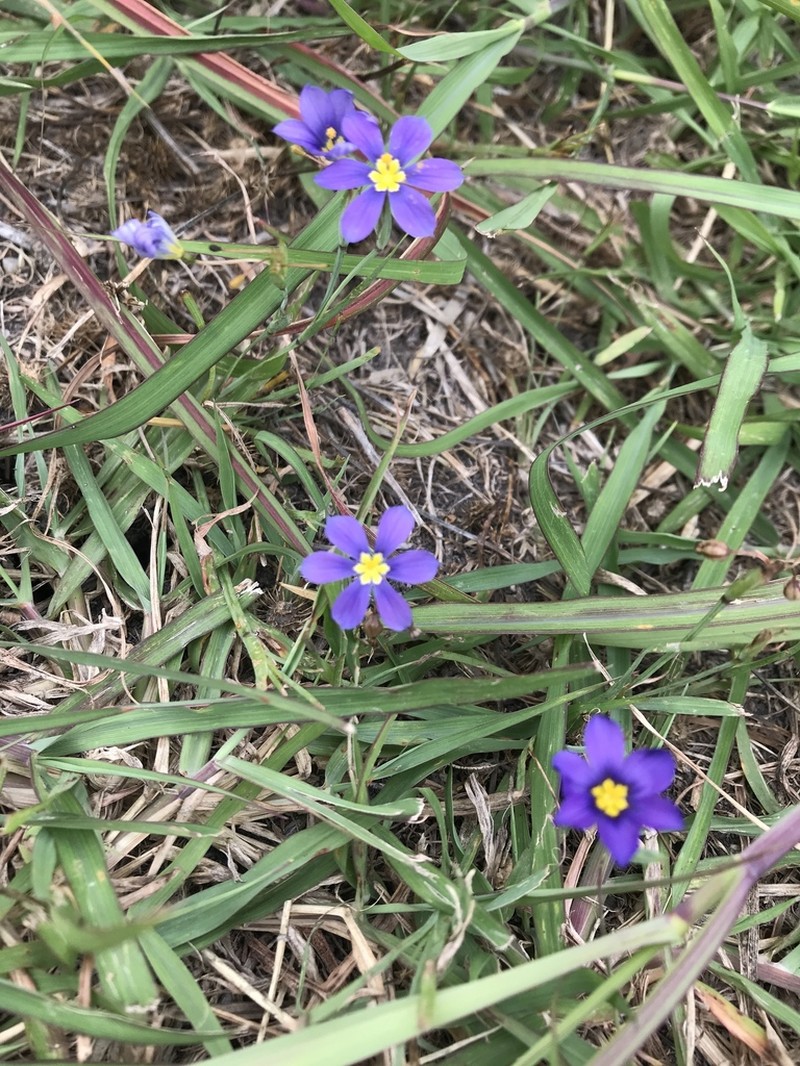 Wiry Blue-Eyed Grass photo 2