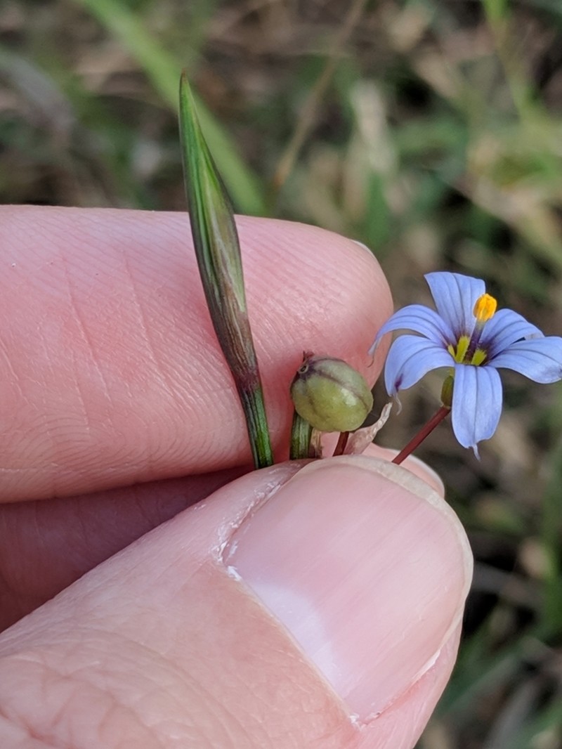 Wiry Blue-Eyed Grass photo 3