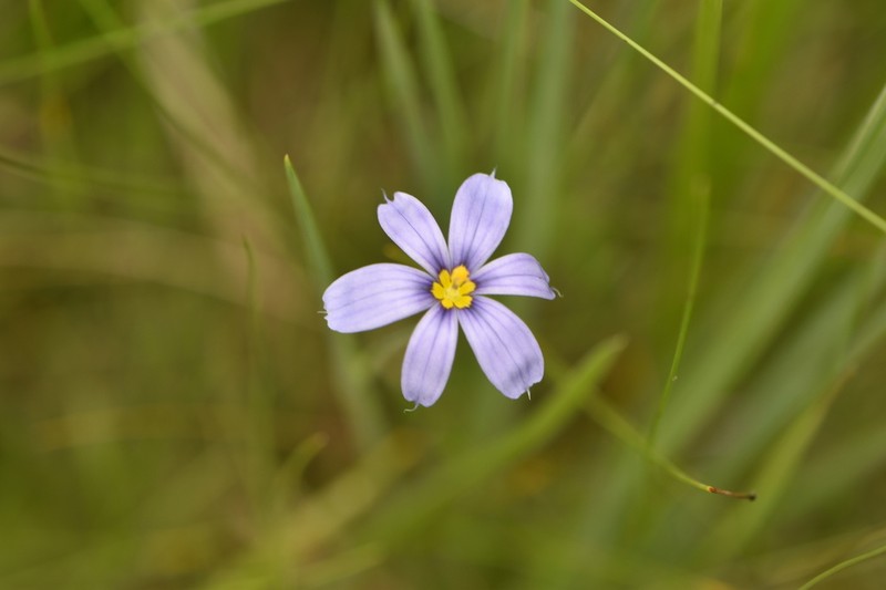 Wiry Blue-Eyed Grass photo 4