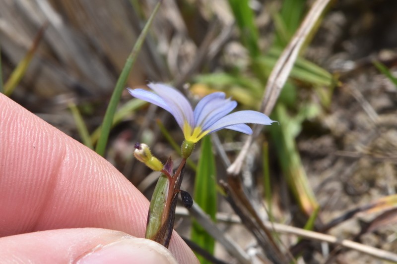 Wiry Blue-Eyed Grass photo 5