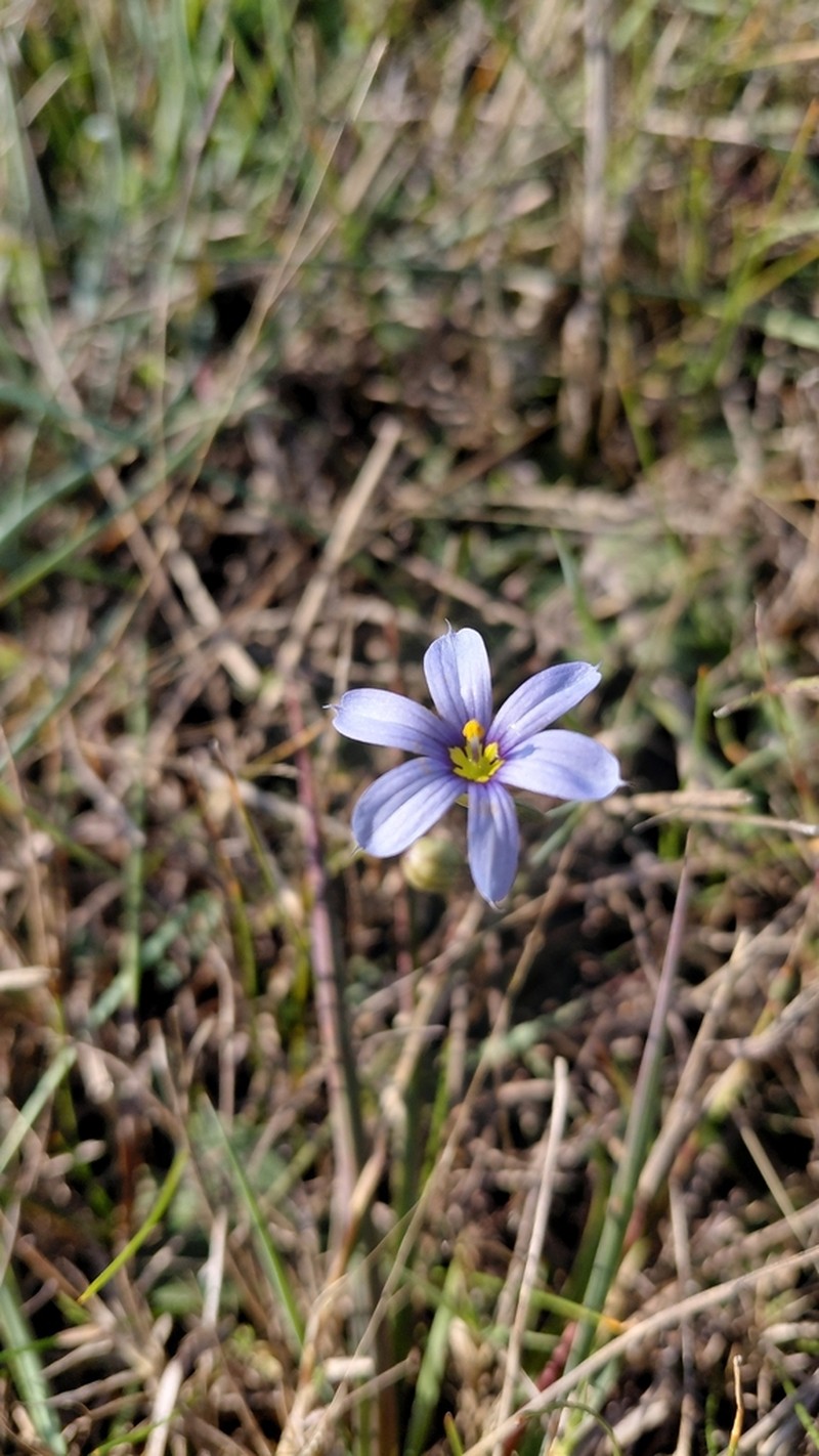 Wiry Blue-Eyed Grass photo 6
