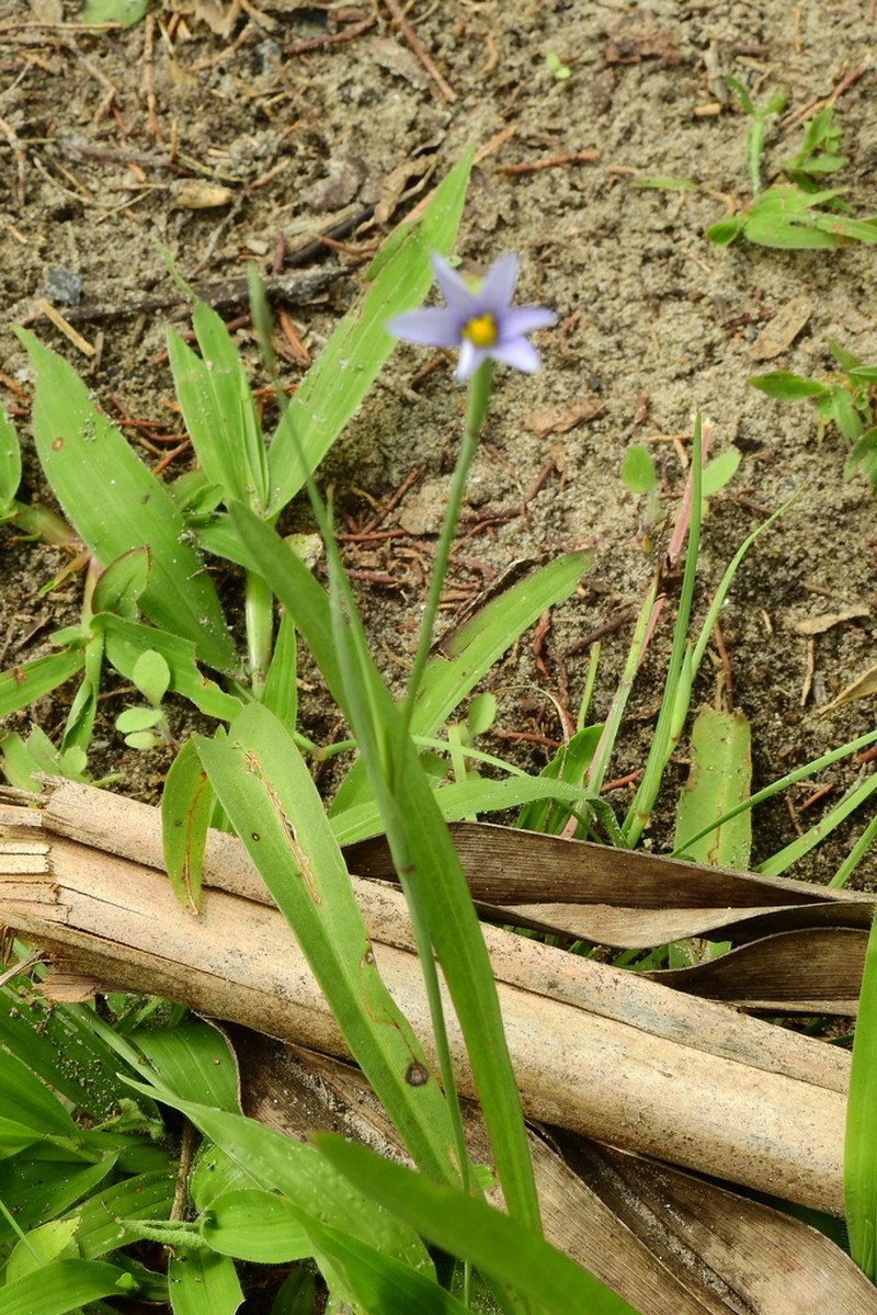 Wiry Blue-Eyed Grass photo 7