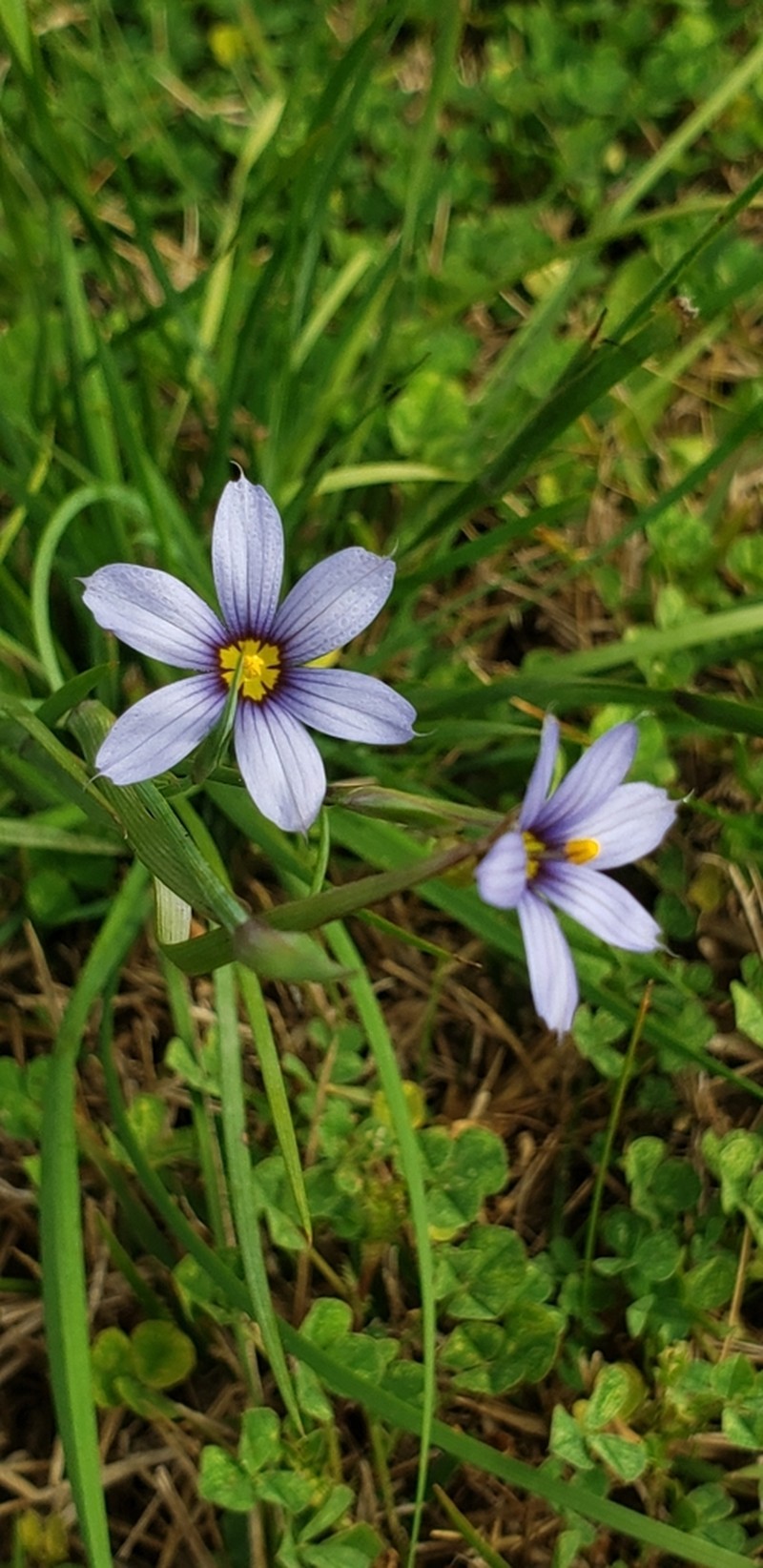 Wiry Blue-Eyed Grass photo 8