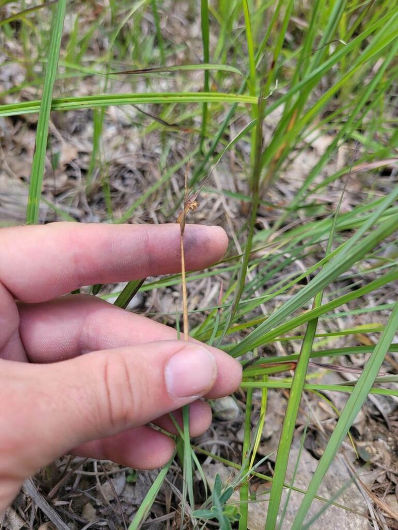 Limestone Blue-Eyed Grass