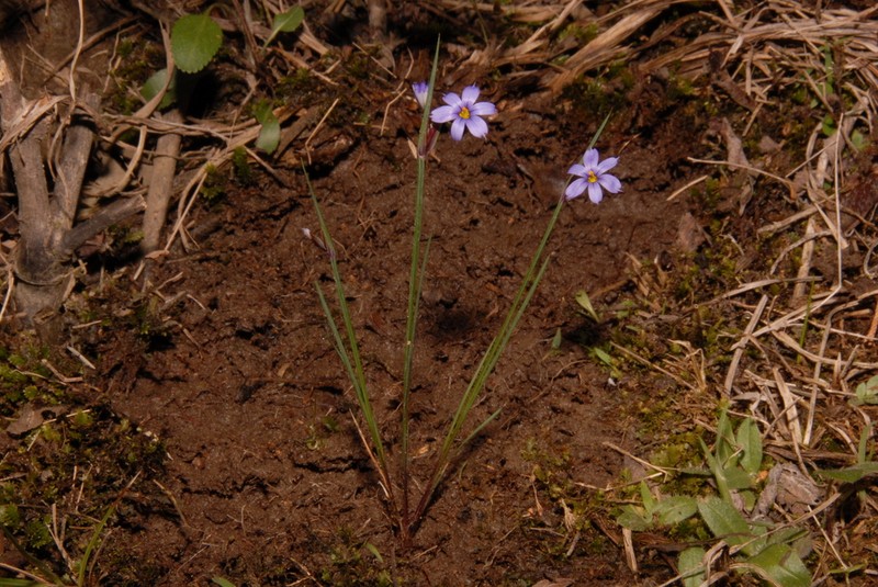 Limestone Blue-Eyed Grass photo 2