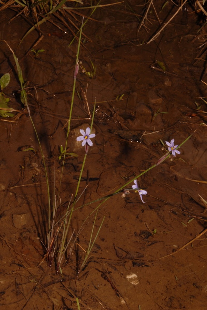 Limestone Blue-Eyed Grass photo 3