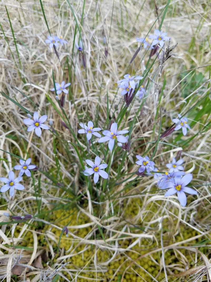 Limestone Blue-Eyed Grass photo 4