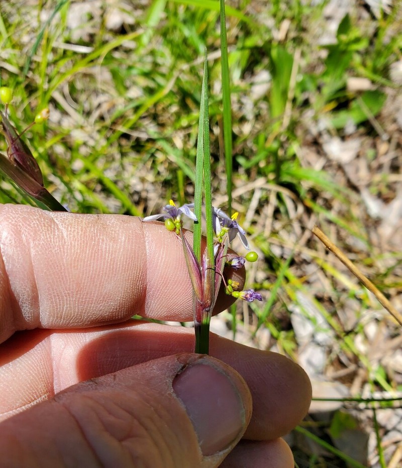 Limestone Blue-Eyed Grass photo 5