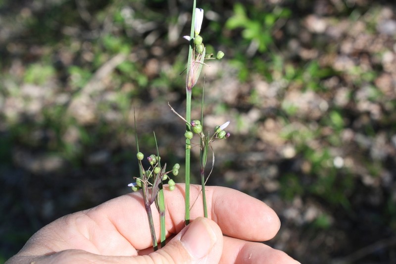 Limestone Blue-Eyed Grass photo 6