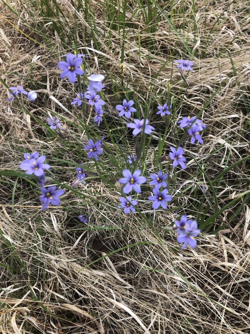 Limestone Blue-Eyed Grass photo 7