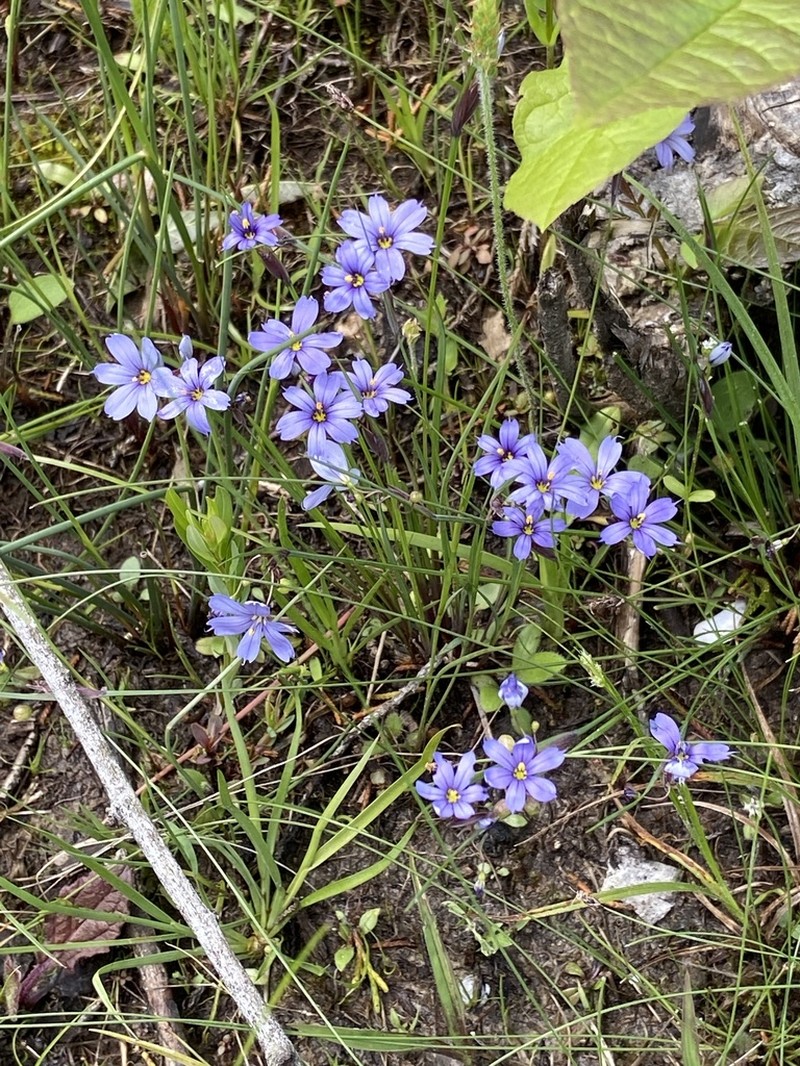 Limestone Blue-Eyed Grass photo 8