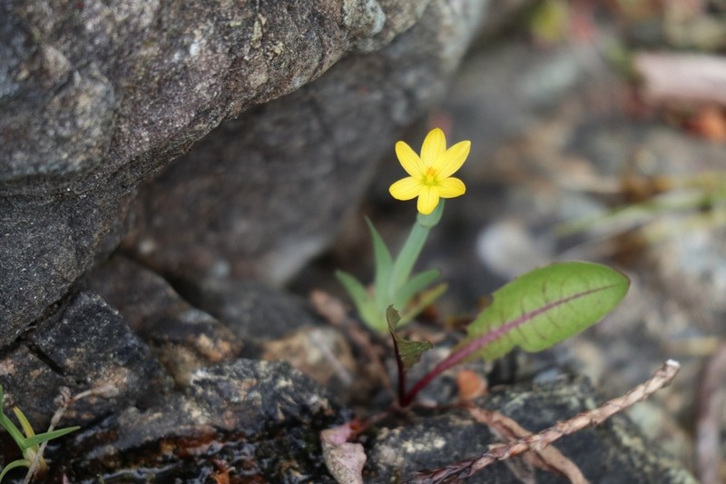 Golden Blue-Eyed Grass photo 3