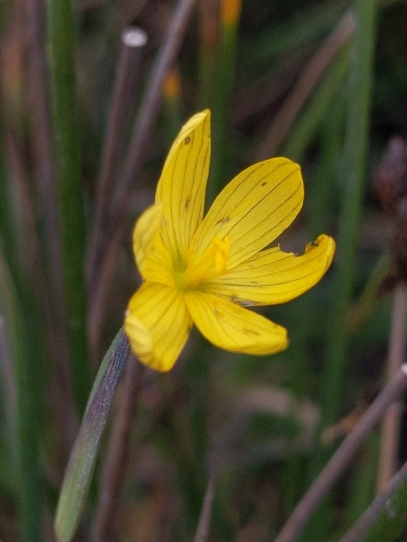 Golden Blue-Eyed Grass photo 4