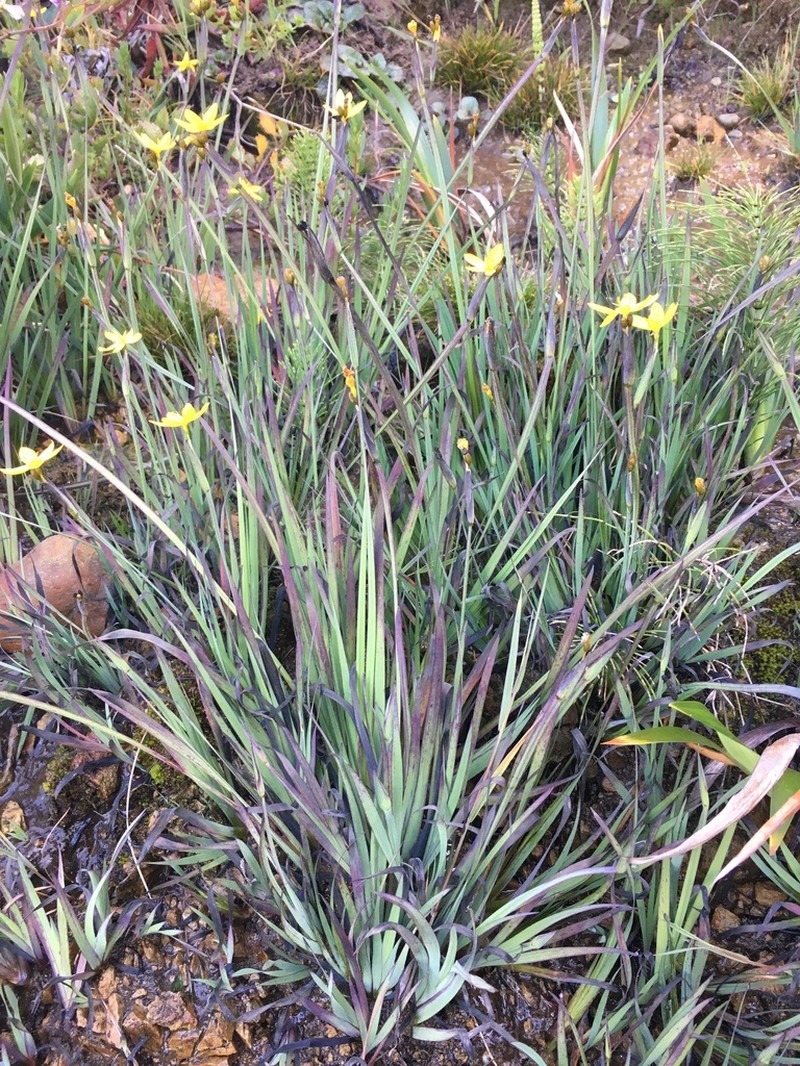 Golden Blue-Eyed Grass photo 5
