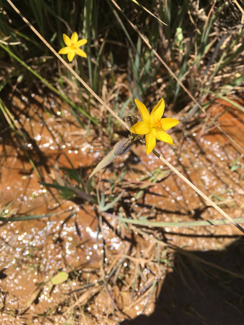 Golden Blue-Eyed Grass photo 6