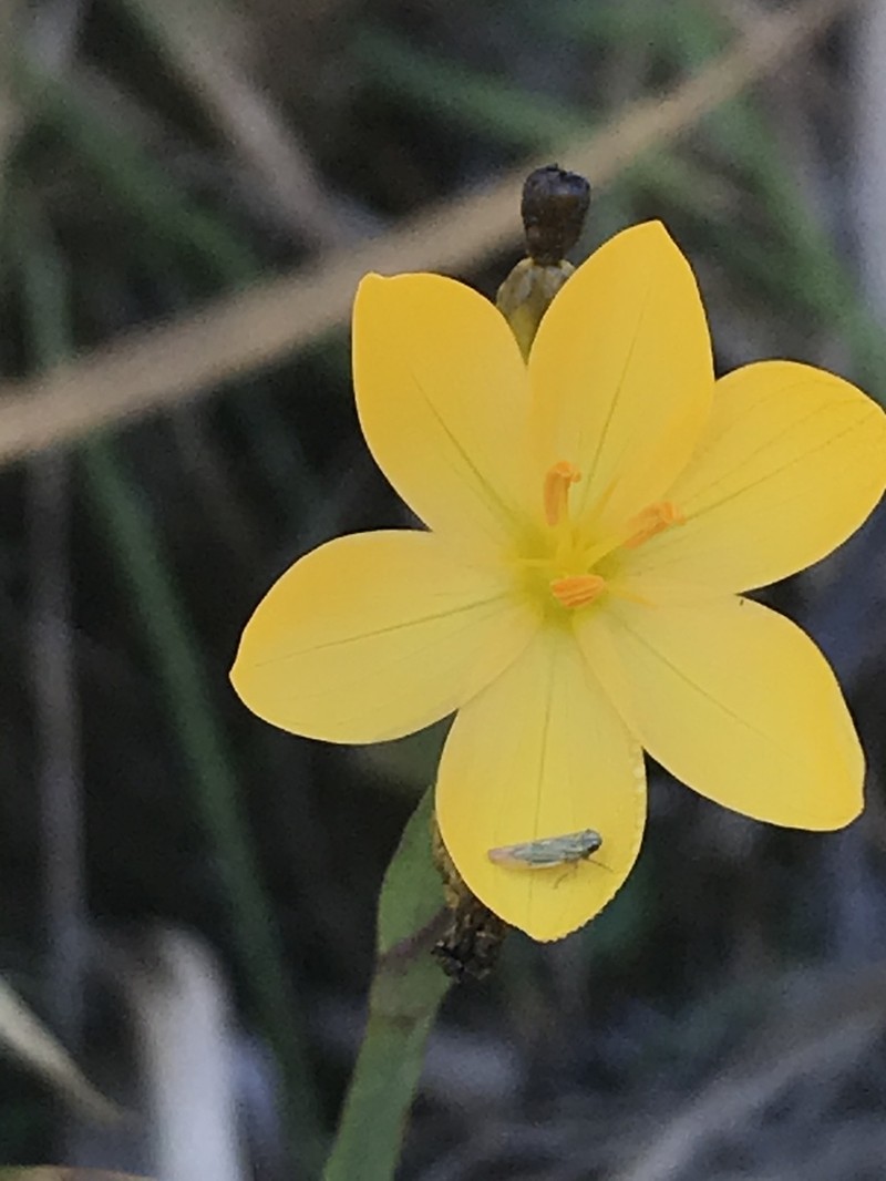 Golden Blue-Eyed Grass photo 7